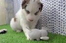 Little Mini Pomskydoodle Poodle Mix Puppy