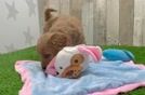 Mini Goldendoodle Puppy for Adoption