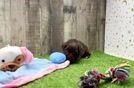 Playful Havadoodle Poodle Mix Puppy