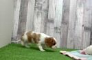 Best Cavalier King Charles Spaniel Baby