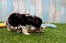 Playful Cavalier Bichon Designer Puppy