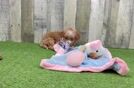 Mini Goldendoodle Pup Being Cute