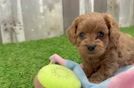 Best Cavapoo Baby