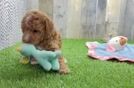 Meet Denny - our Mini Goldendoodle Puppy Video