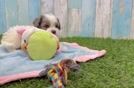 Meet Matt - our Cavapoo Puppy Video