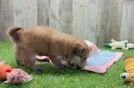 Hypoallergenic Yortese Designer Puppy