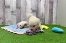 Best Maltipoo Baby