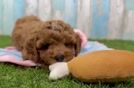 Energetic Cavoodle Poodle Mix Puppy