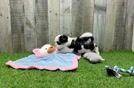 Smart Teddy Bear Designer Pup