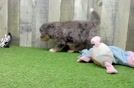 Best Mini Bernedoodle Baby