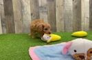 Meet Oslo - our Cavapoo Puppy Video
