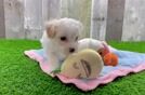 Little Multipoo Poodle Mix Puppy