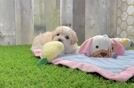 Maltipoo Puppy for Adoption