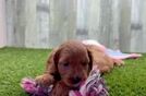Small Cavapoo Baby