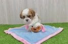 Shih Poo Pup Being Cute