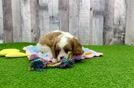 Popular Cavalier King Charles Spaniel Baby