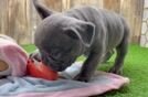 Energetic Frenchie Purebred Puppy