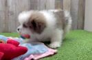 Small Shih Pom Baby