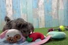 Best Yorkie Poo Baby