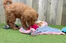 Best Mini Goldendoodle Baby