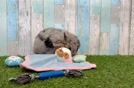 Best Mini Bernedoodle Baby