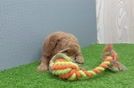 Mini Goldendoodle Puppy for Adoption