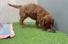 Meet Jessa - our Mini Irish Doodle Puppy Video
