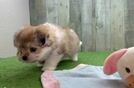 Maltipom Puppy for Adoption