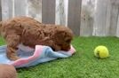 Funny Cavapoo Poodle Mix Pup