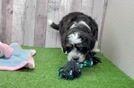 Mini Bernedoodle Pup Being Cute