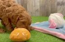 Cute Cavapoo Baby