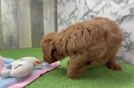 Mini Goldendoodle Puppy for Adoption