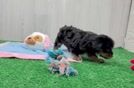 Meet Jellybean - our Yorkie Poo Puppy Video