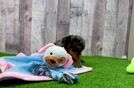 Playful Cavapoodle Poodle Mix Puppy