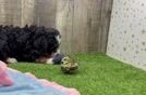 Mini Bernedoodle Puppy for Adoption