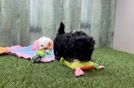 Best Shih Poo Baby