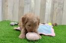 Little Mini Goldenpoo Poodle Mix Puppy
