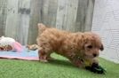 Poodle Puppy for Adoption
