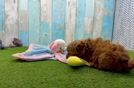 Meet Effie - our Mini Goldendoodle Puppy Video