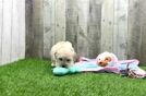 Meet Bliss - our Maltipoo Puppy Video