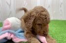 Mini Goldendoodle Pup Being Cute