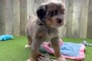 Mini Bernedoodle Puppy for Adoption
