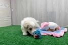 Happy Maltipoo Baby