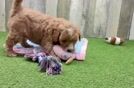Energetic Golden Doodle Poodle Mix Puppy