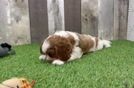 Meet Alberto - our Cavalier King Charles Spaniel Puppy Video