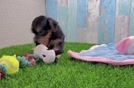Meet Janis - our Yorkie Poo Puppy Video