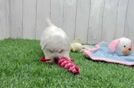 Havachon Puppy for Adoption
