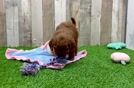 Energetic Golden Doodle Poodle Mix Puppy