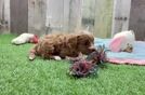Meet Caleb - our Cavapoo Puppy Video
