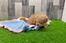 Small Maltipoo Baby